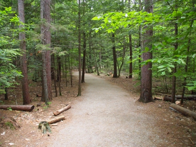 [A perfectly smooth, but not paved path among the tall trees. Quite wheel-chair accessible.]